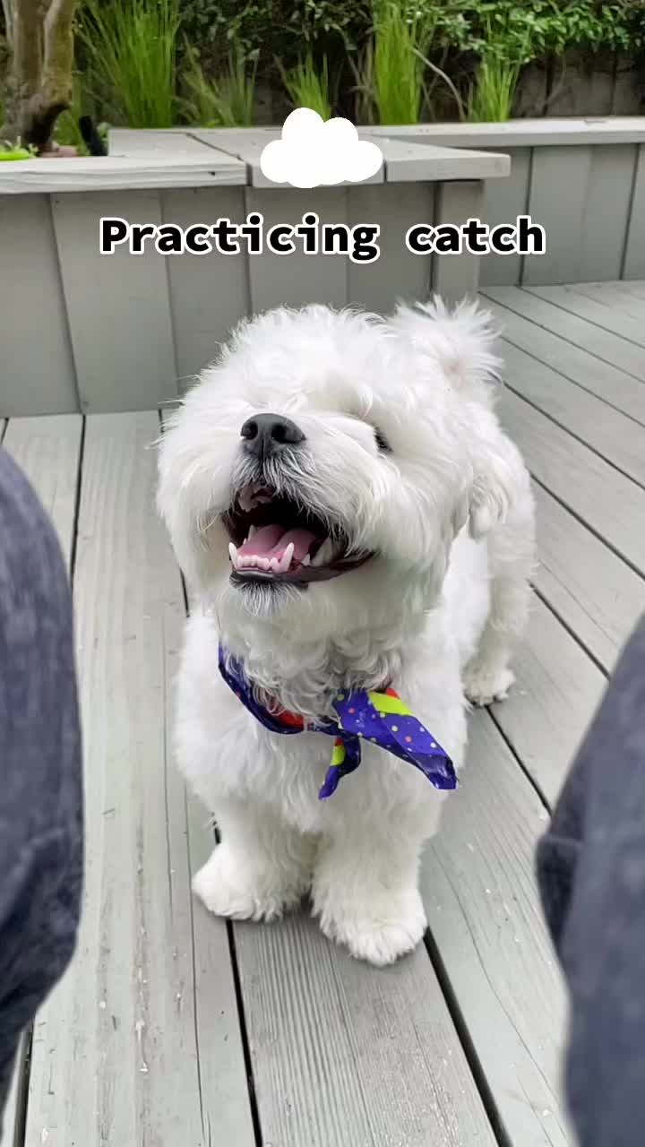 @Cloud the Dog
