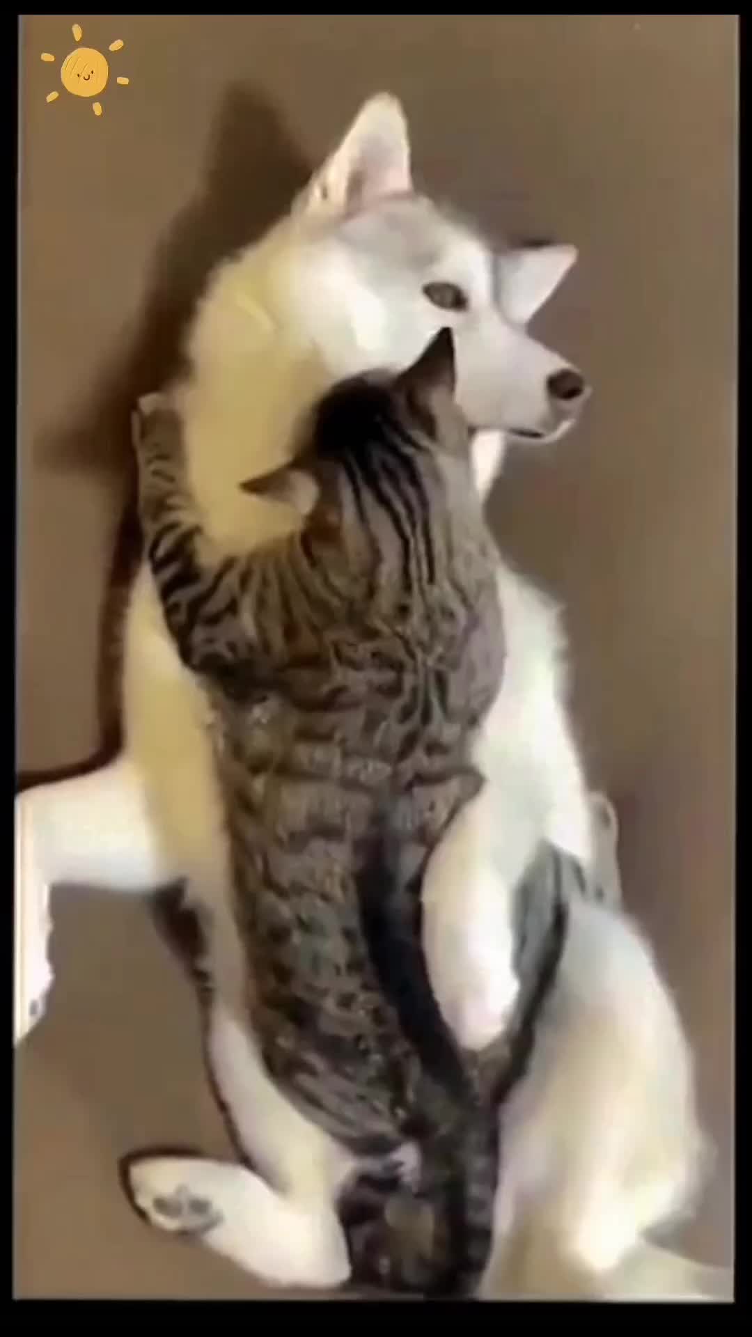 @Animal Home