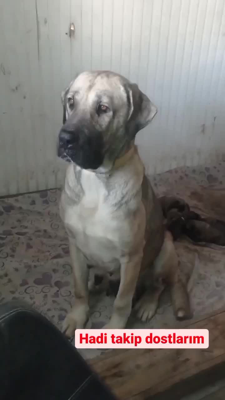 @Hello Bozkır