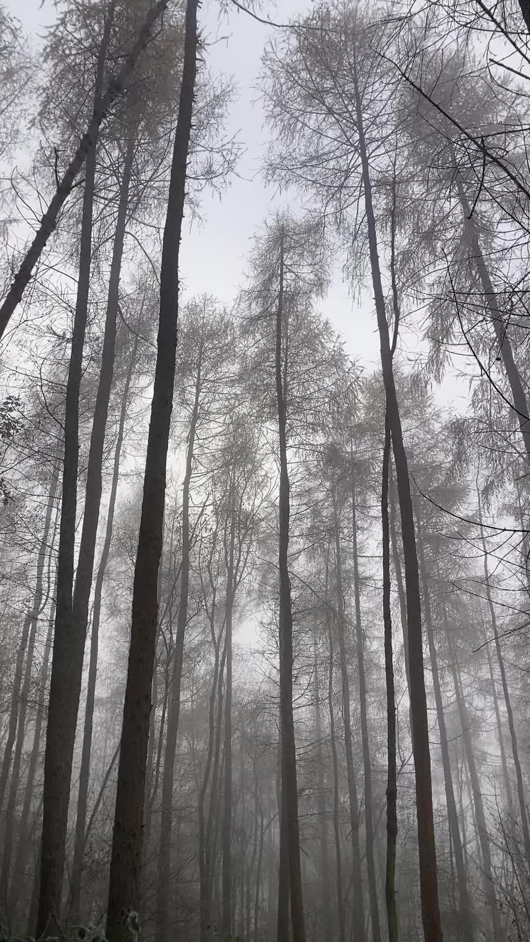 @ella⋆˚꩜。