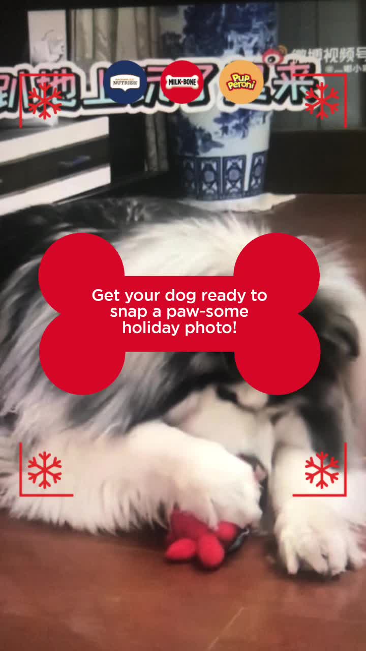@corgilovecorgi
