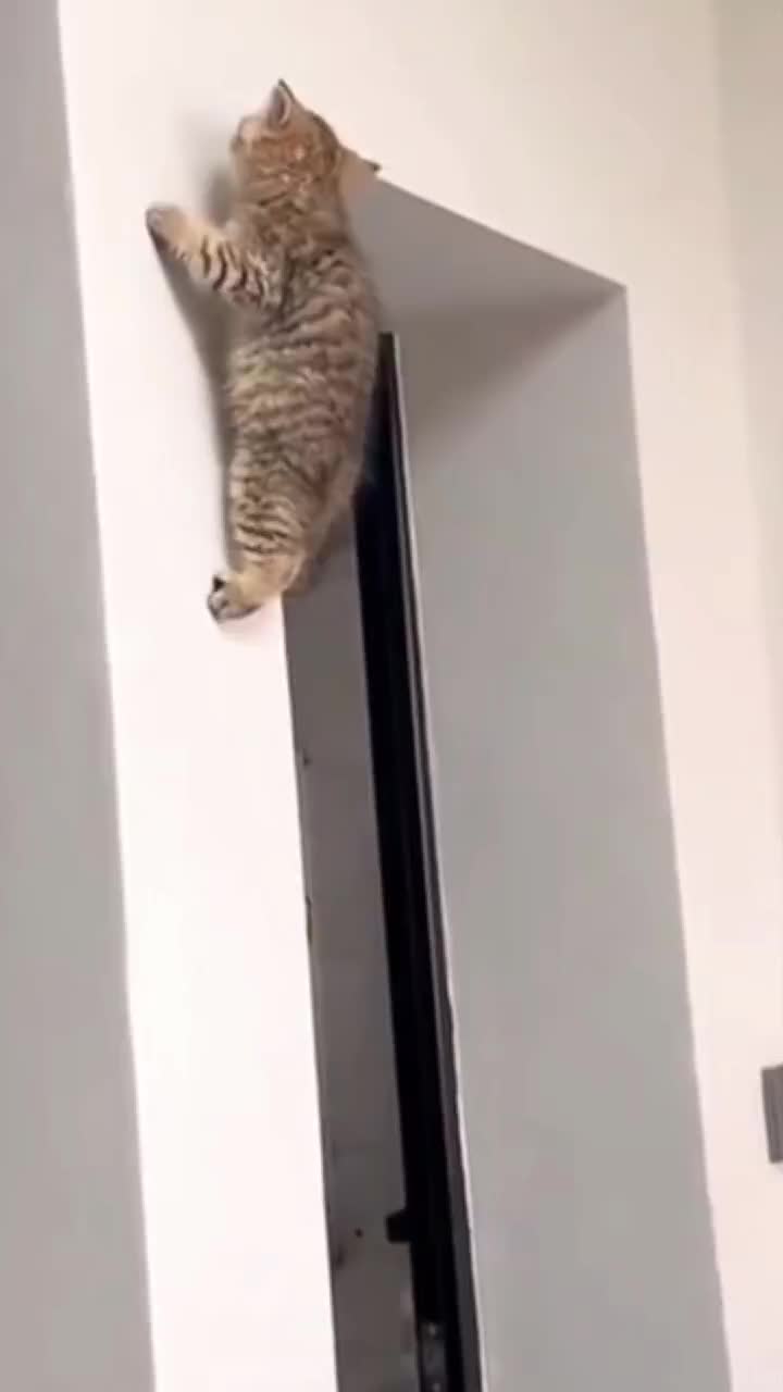 @Lin