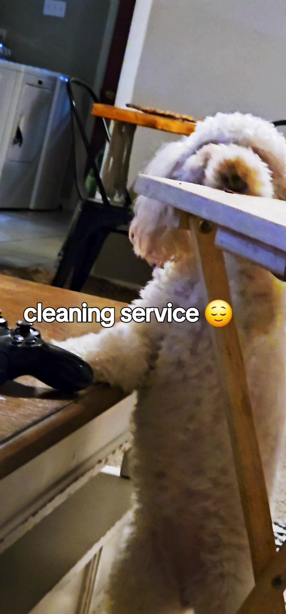 @Summer Rose The Poodle