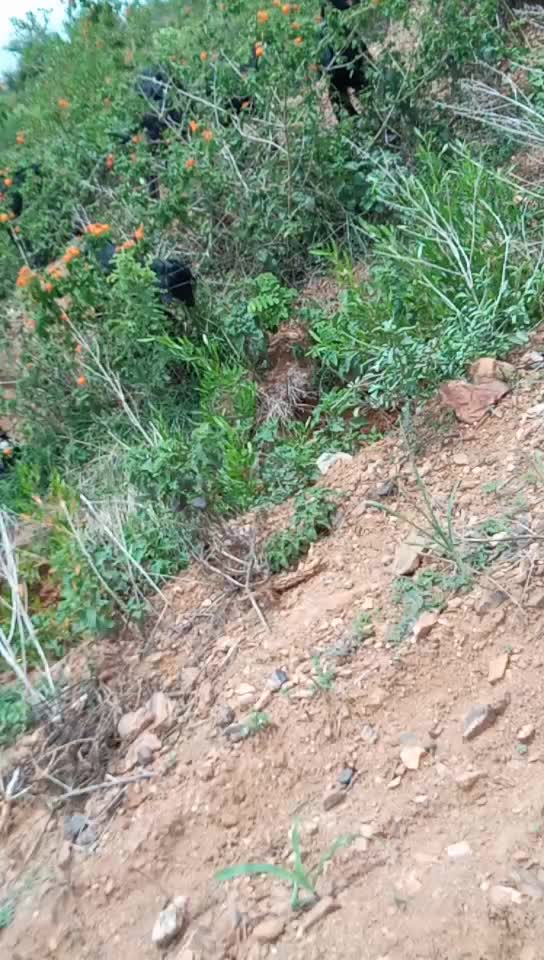 @ಕುರುಬರ ಹುಡುಗ, 🐏🐏💓