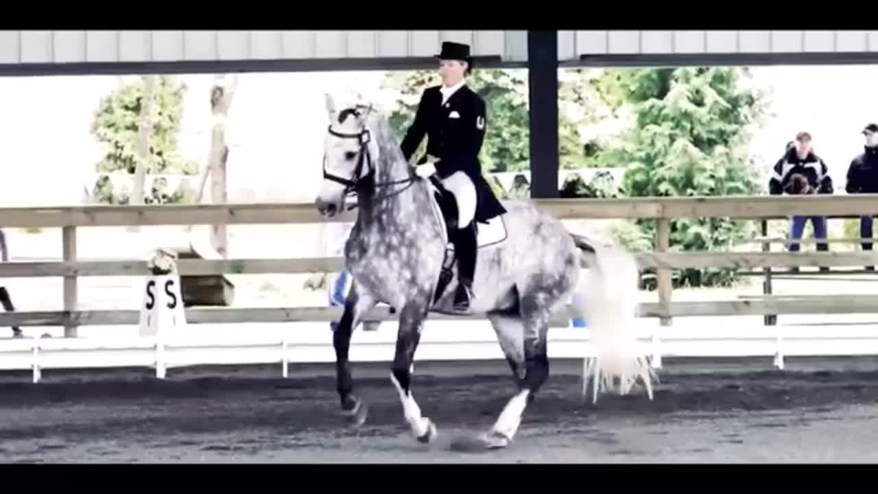 @Horses