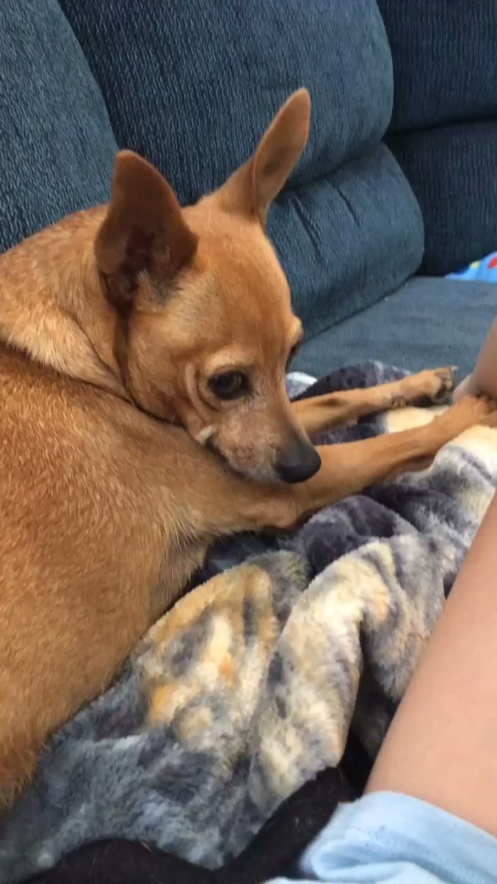 @Dobey-floofy