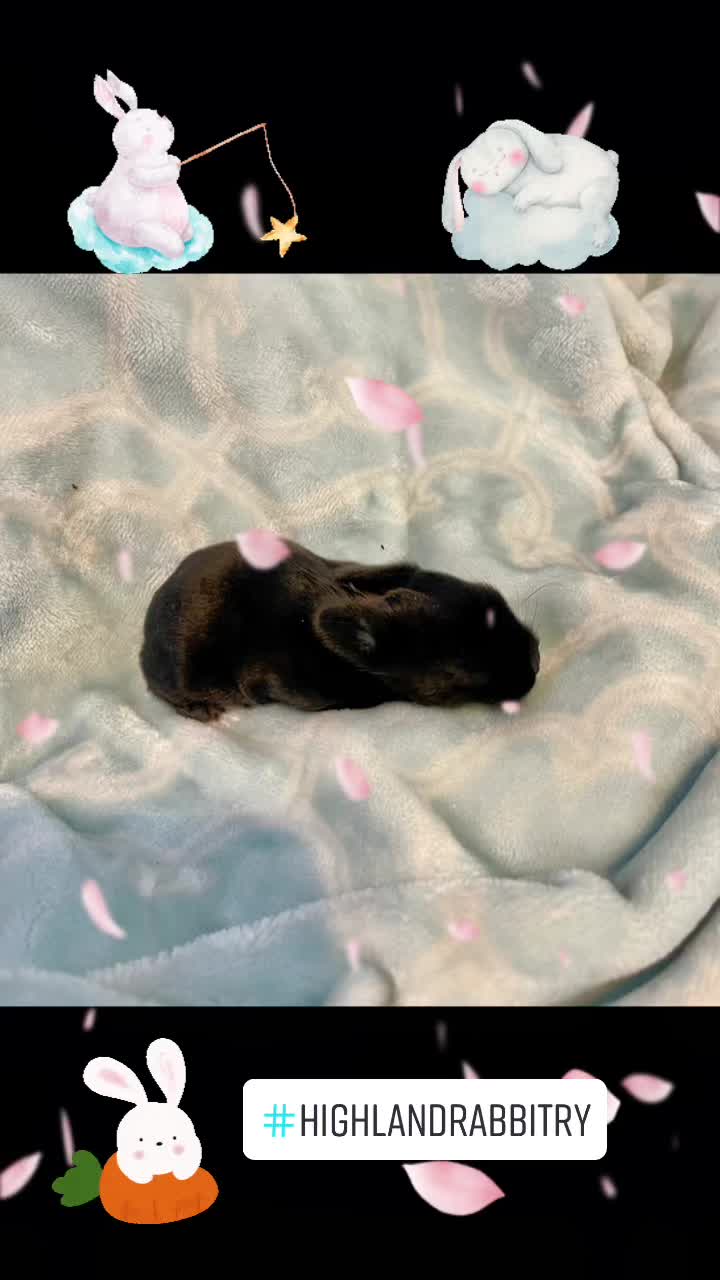 @HighlandRabbitry