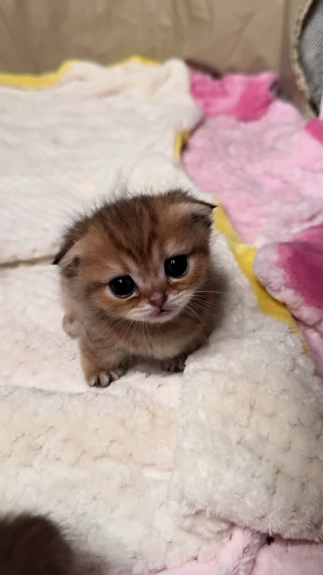 @tinyfoldmunchkin