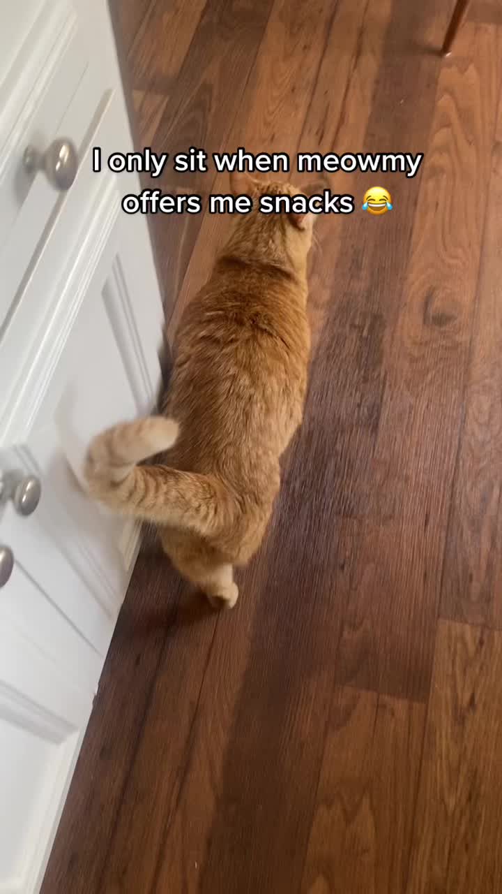 @Cat videos