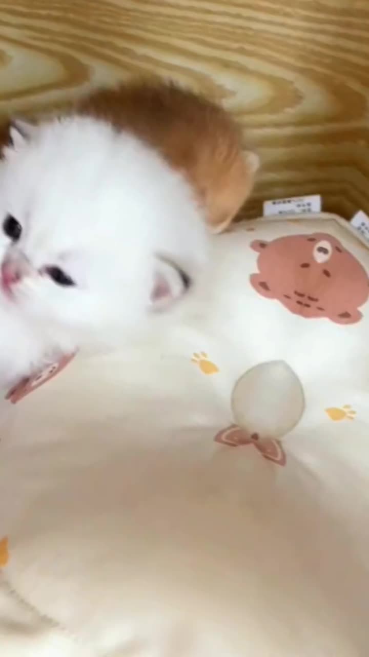 @CutePetEncyclopedia