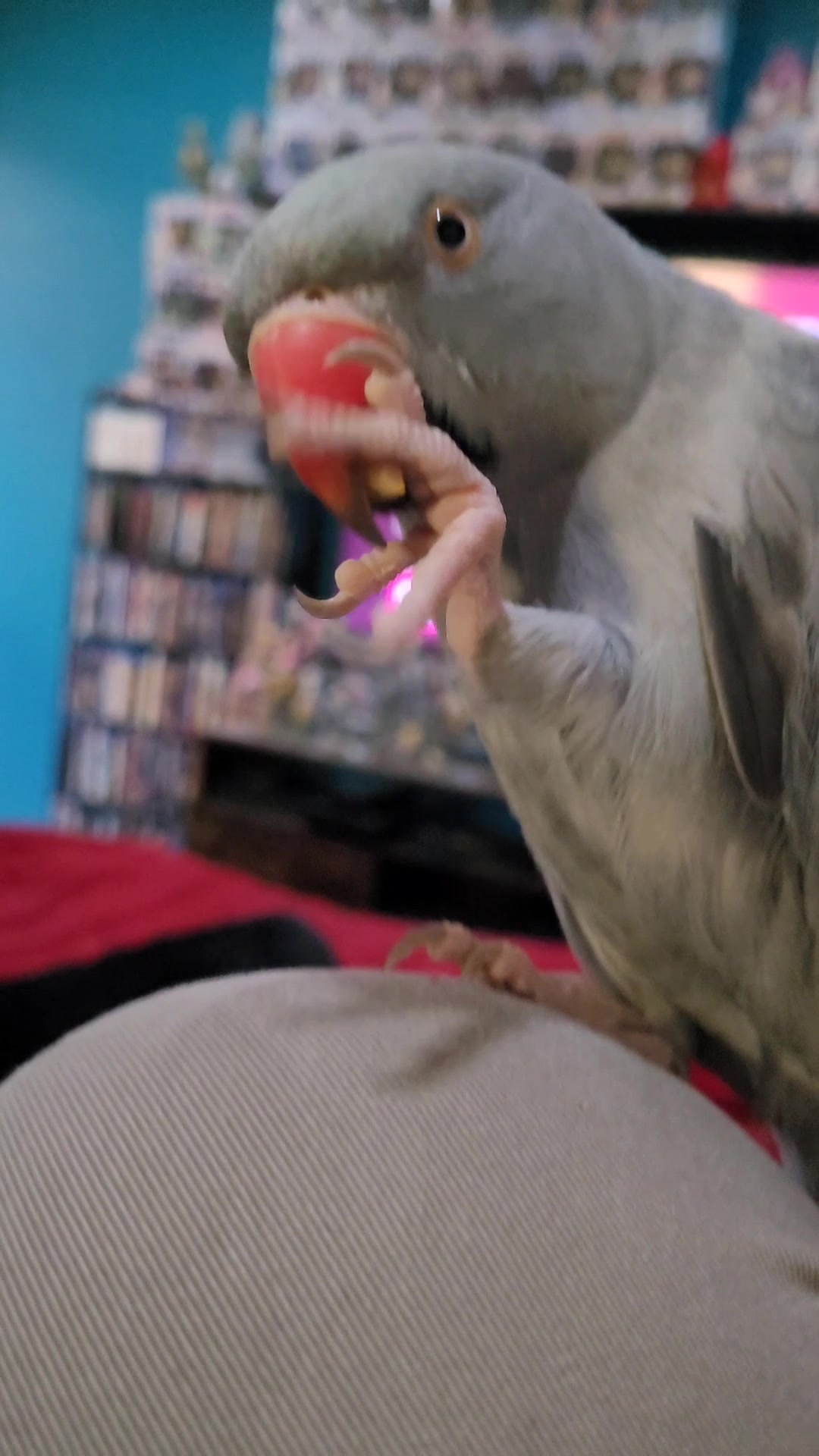 @My Budgie, My Budgie, And Me
