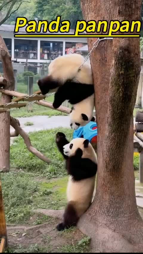 @Many pandas
