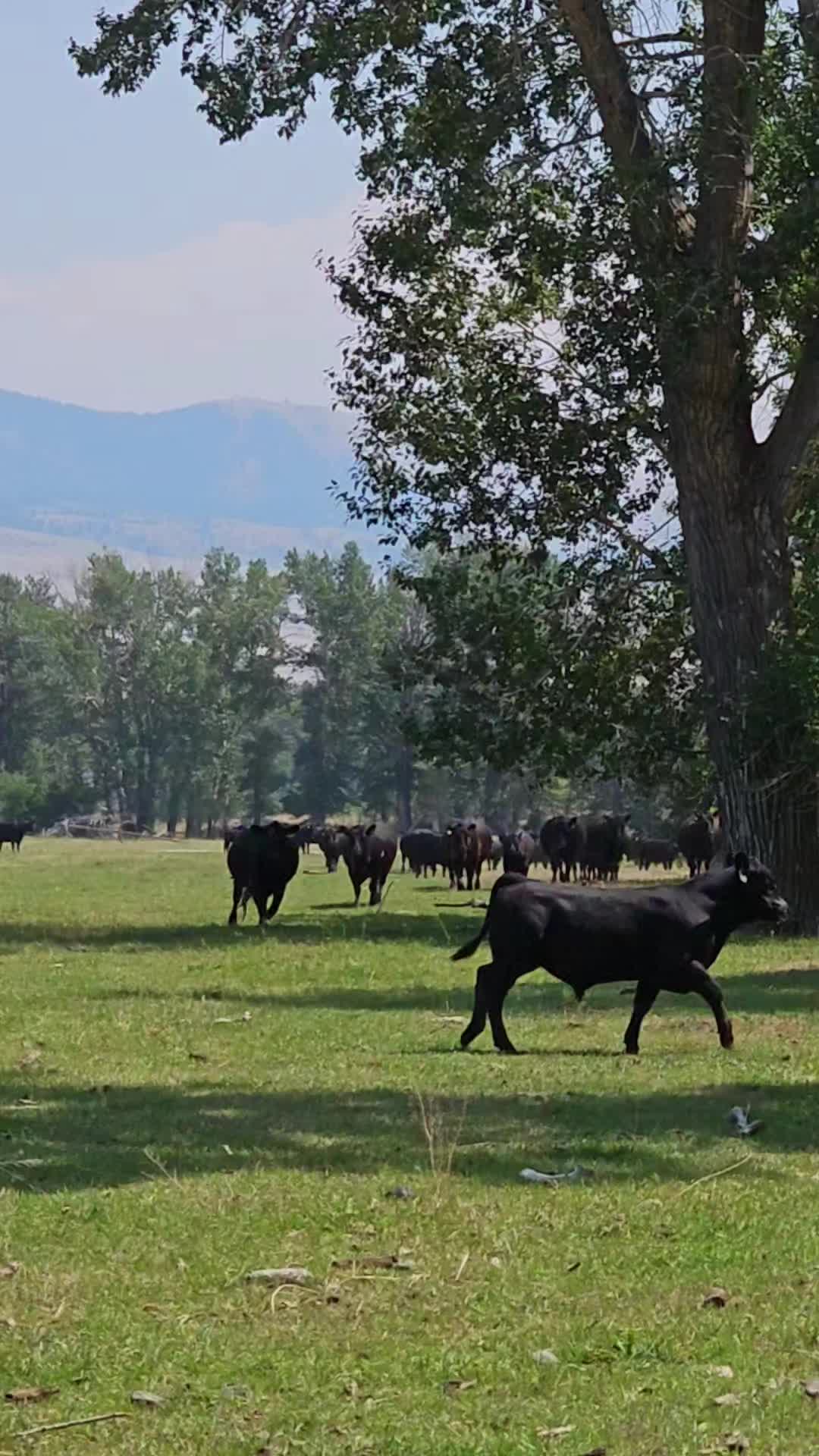 @Rachel on the Ranch