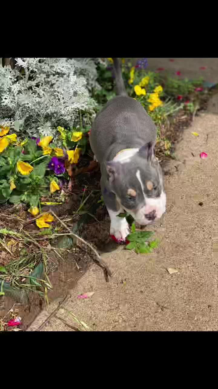 @Grimey Bullys 🐾🦴