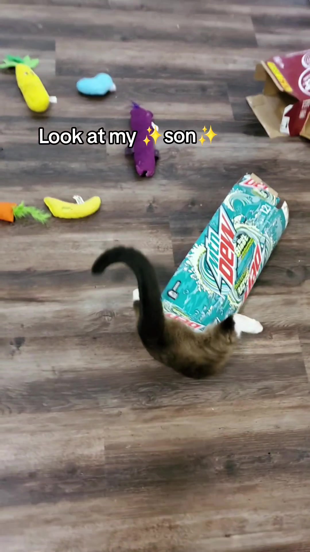 @Vader, Rocko, & Kona