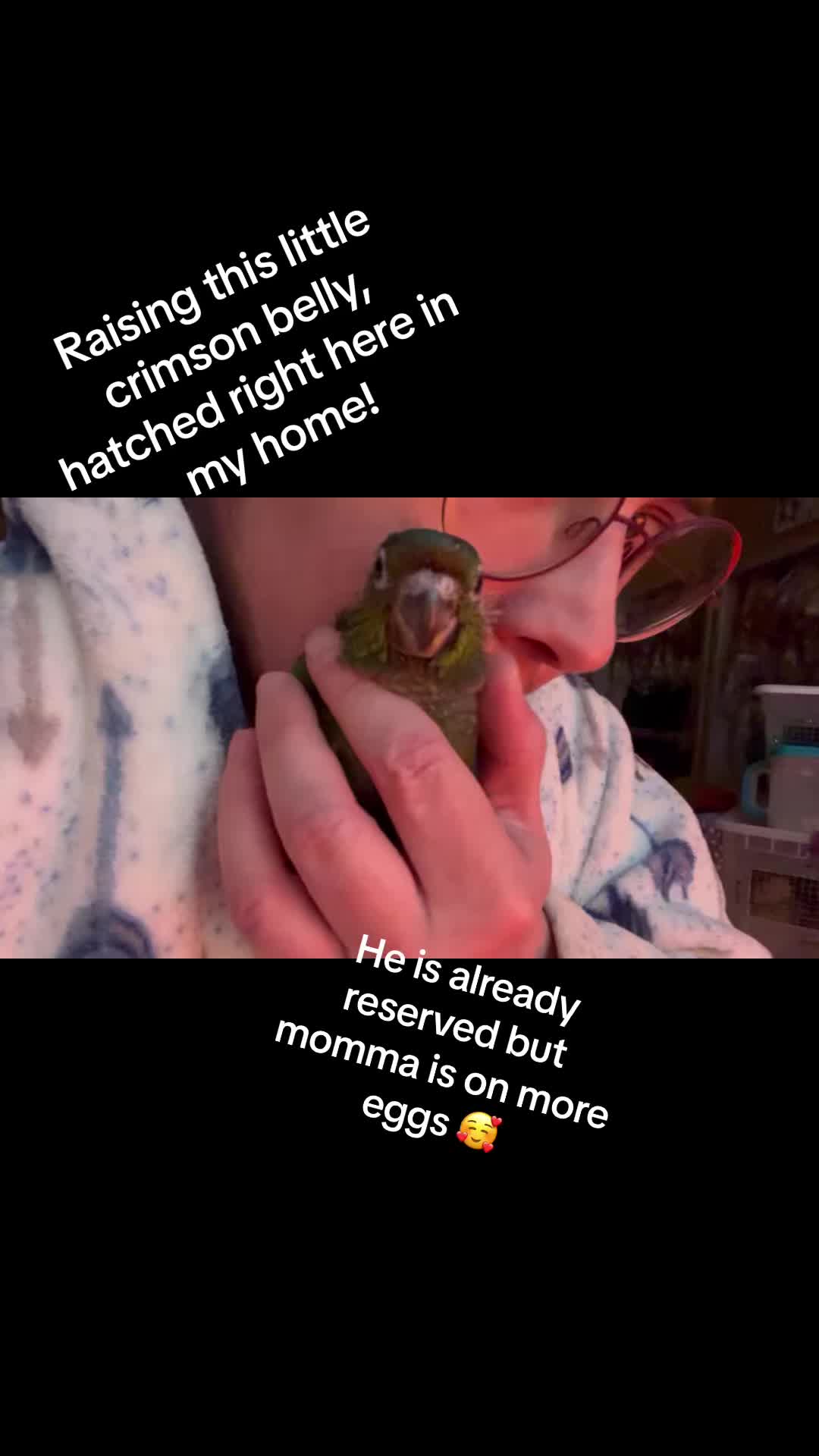 @Rain Blossom Birds