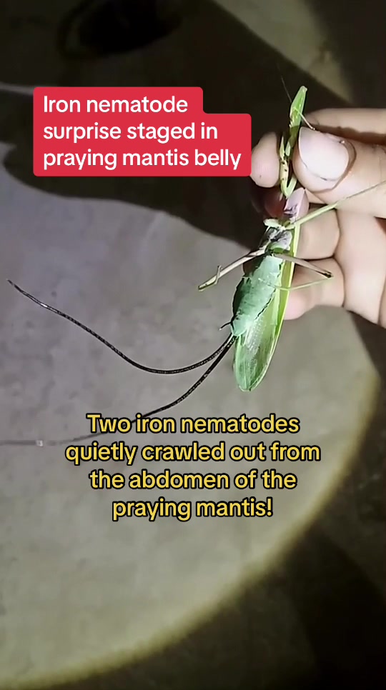 @InsectFlix