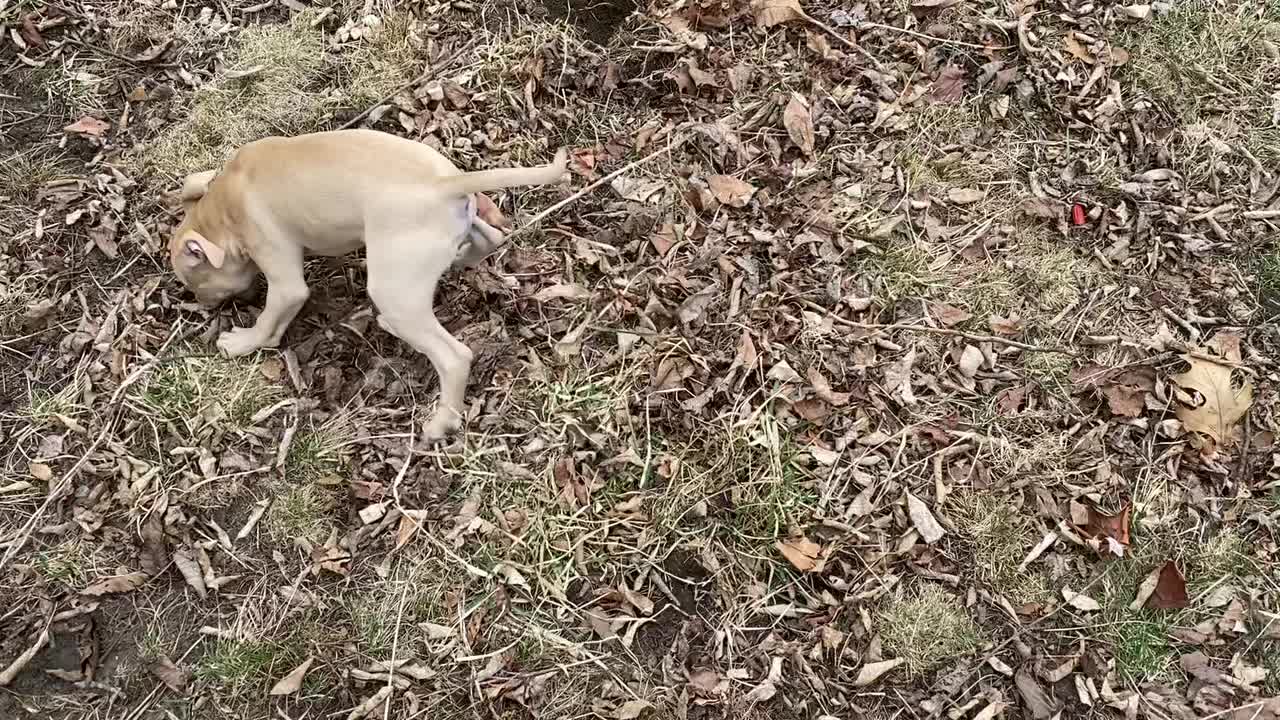 @davincitheamericanpitbull