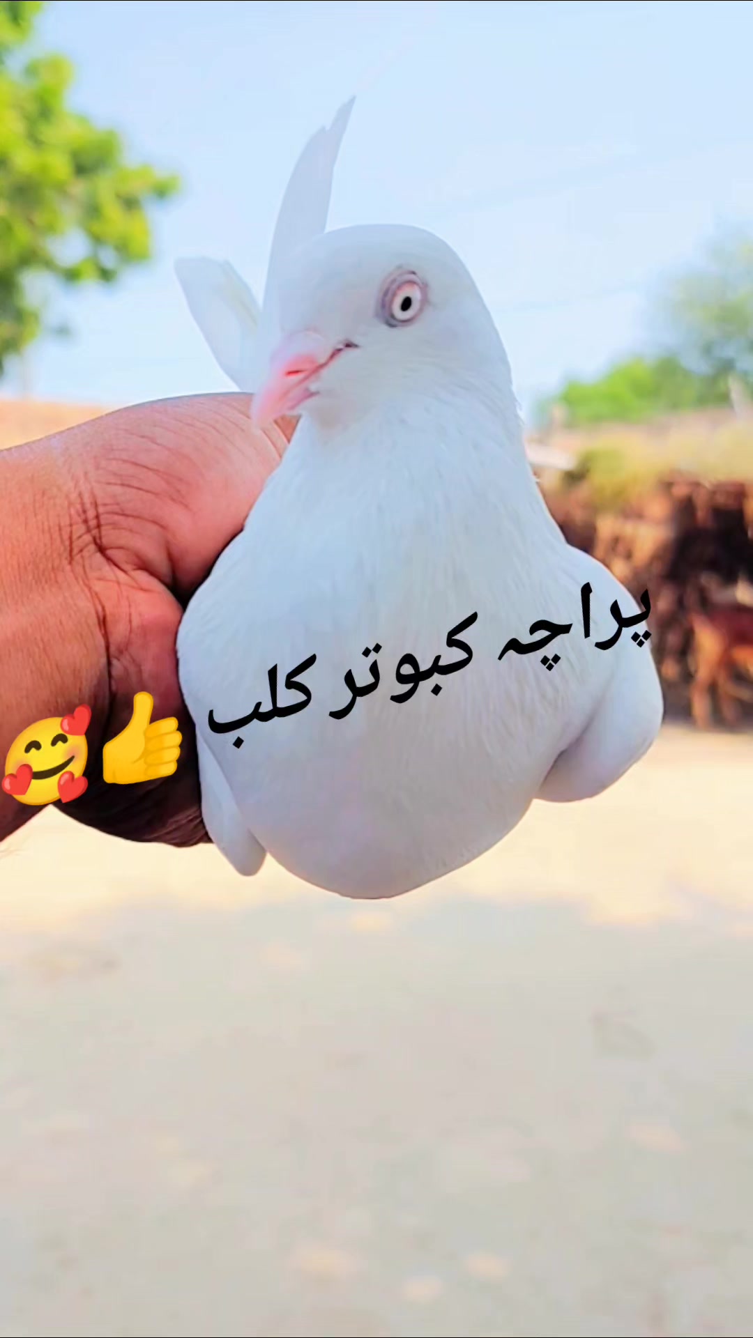 @پراچہ کبوتر کلب💪💪
