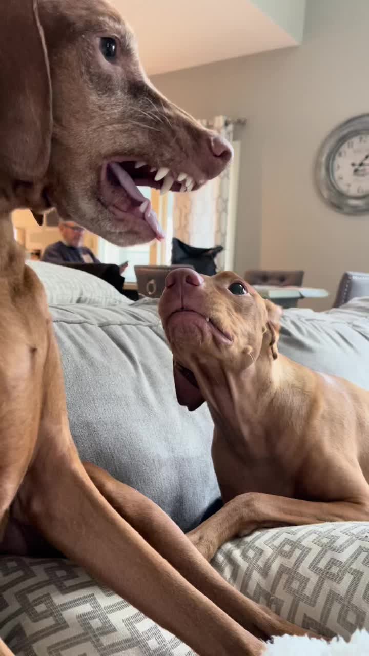 @Brookie The Vizsla