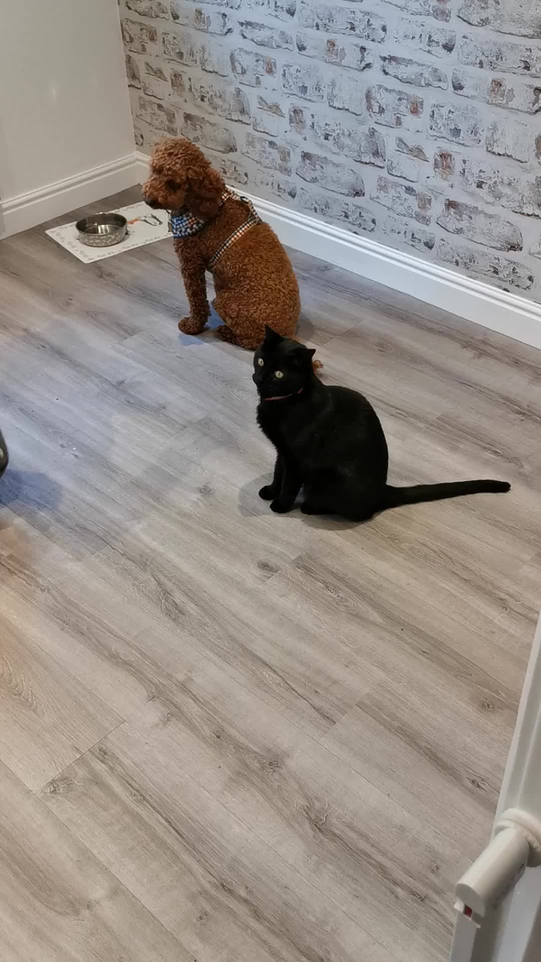 @❤️❤️ Billy & Milo ❤️❤️🐾🐾