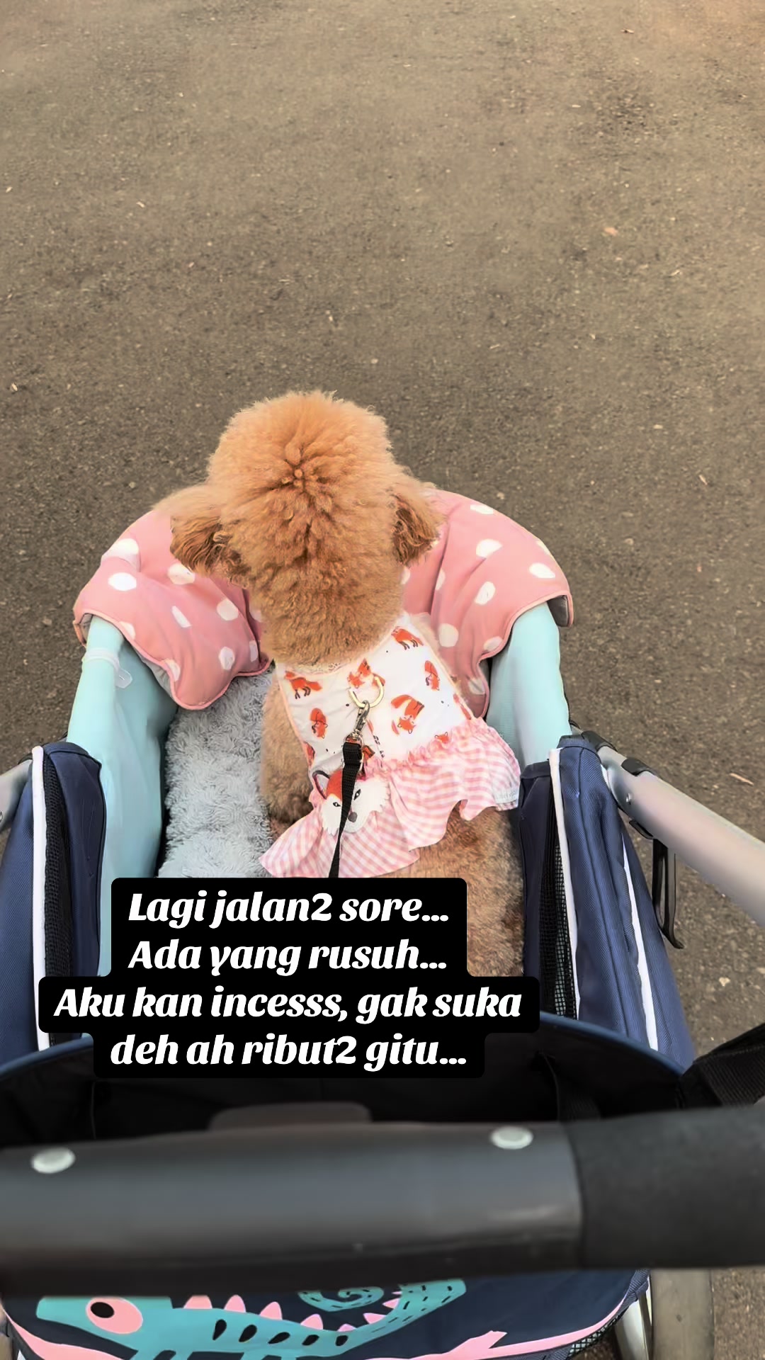 @Emilia Emilia