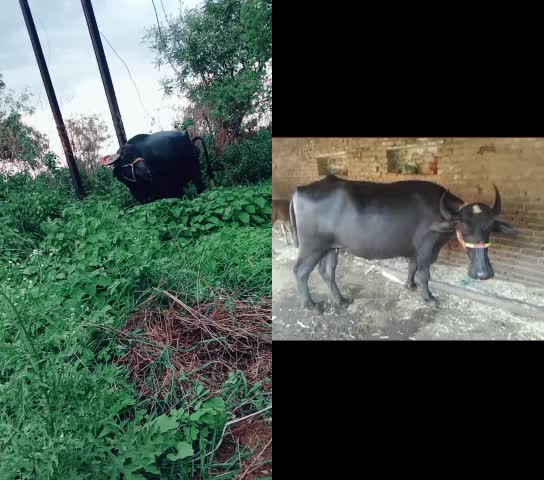 @राजेश जामगे3361वसमद