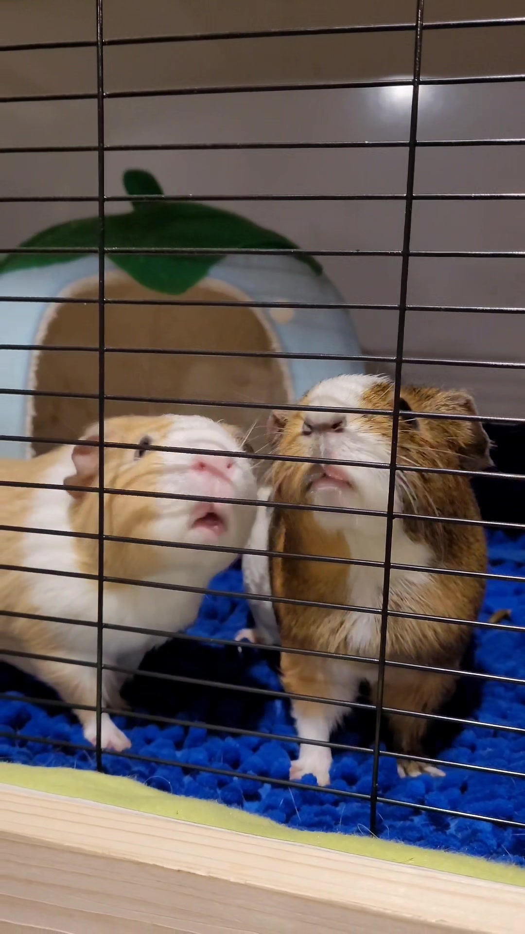 @♡GuineaPiggy♡