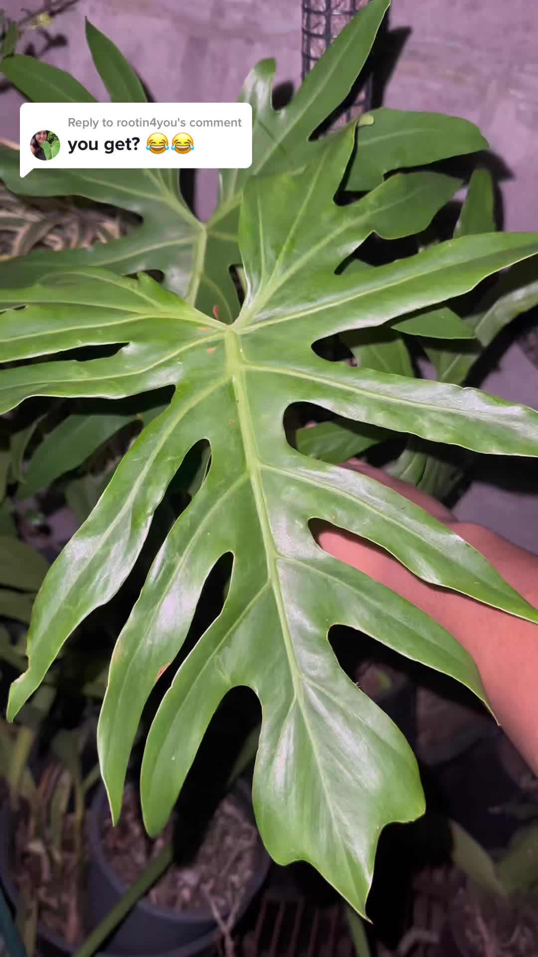 @Just_fishandplants