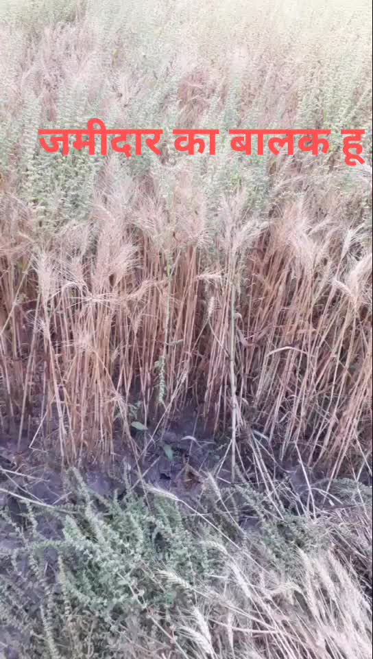 @AshWani TyAgi