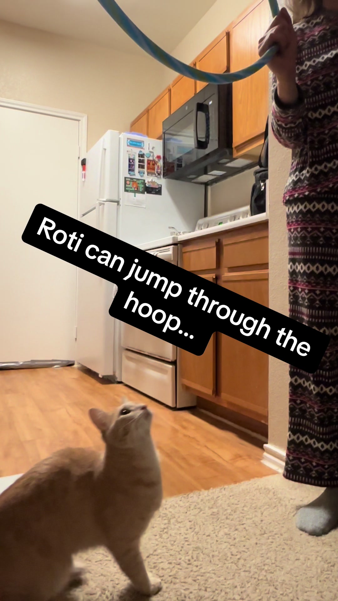 @roti_the_cat
