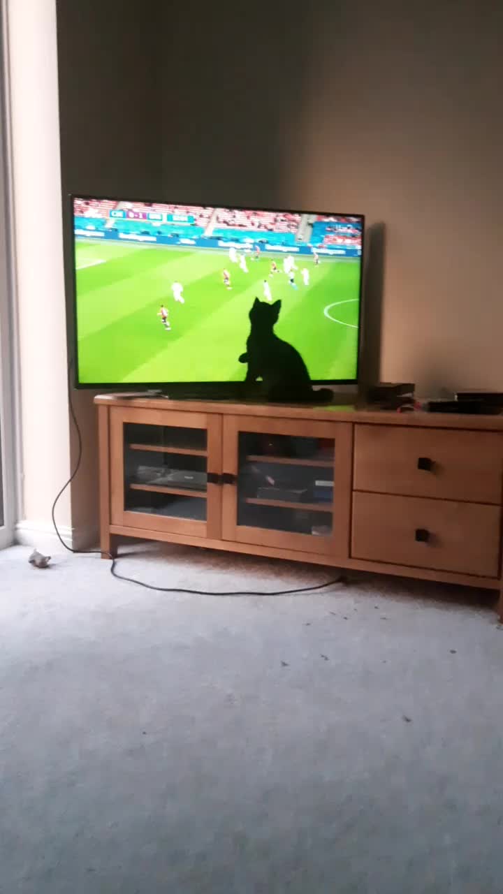@storm.and.kittens