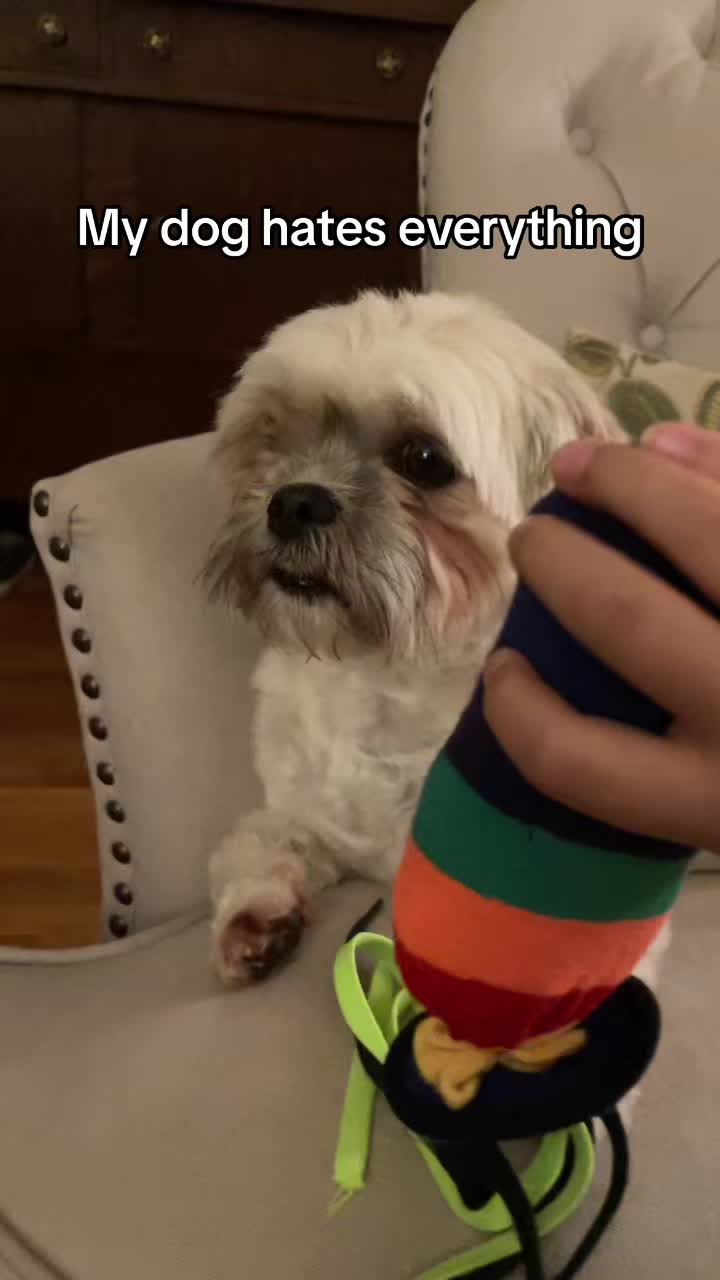 @Cutest K9