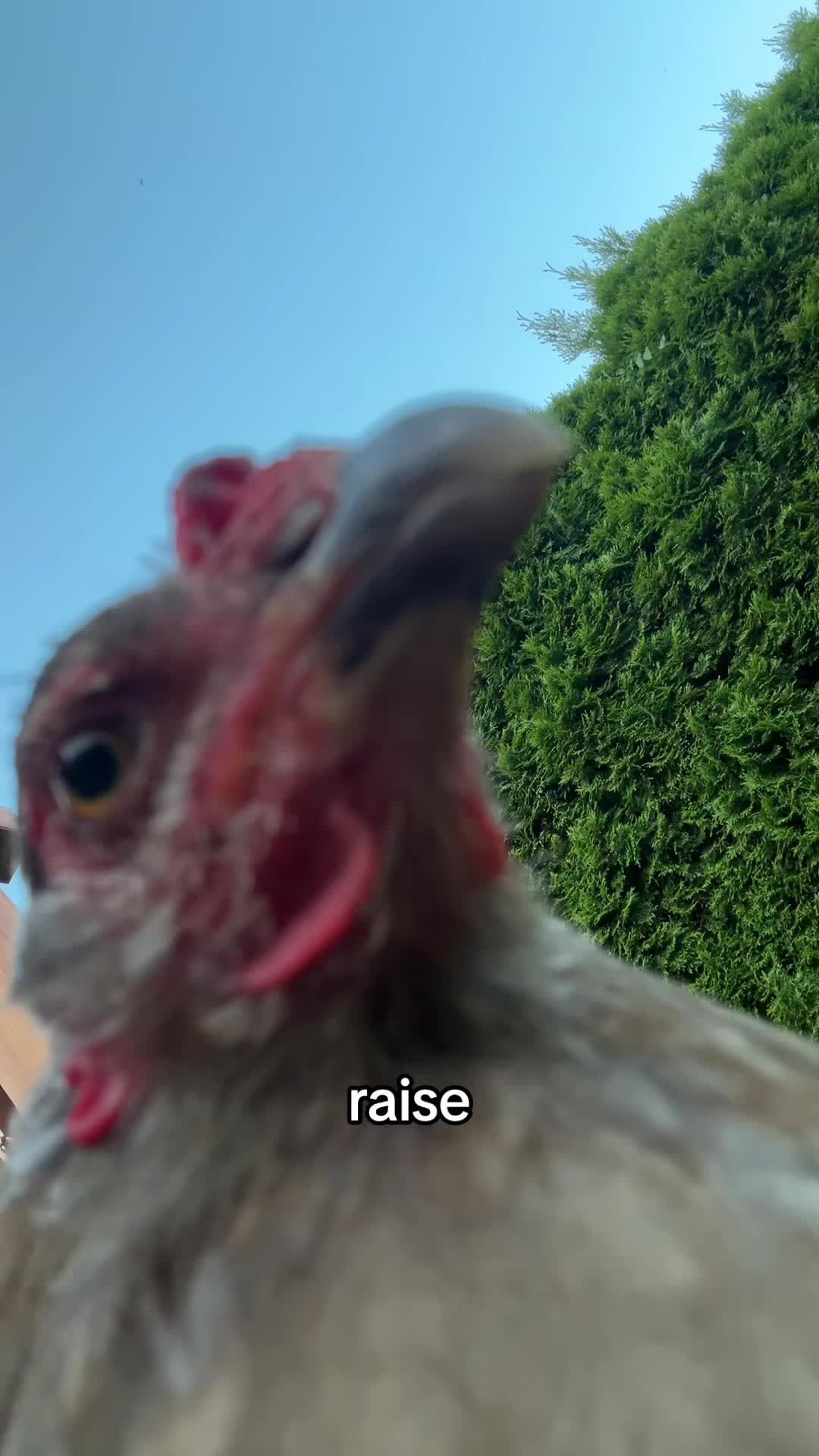 @der hühnermeister 🐓