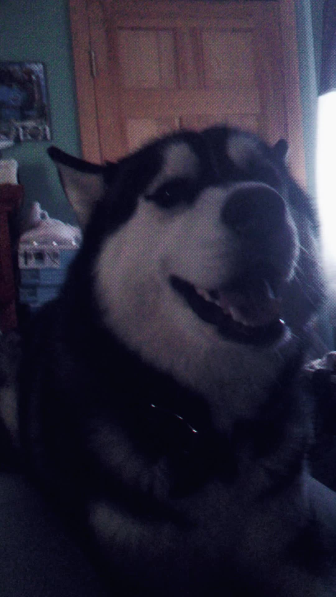 @Husky 6 Pack