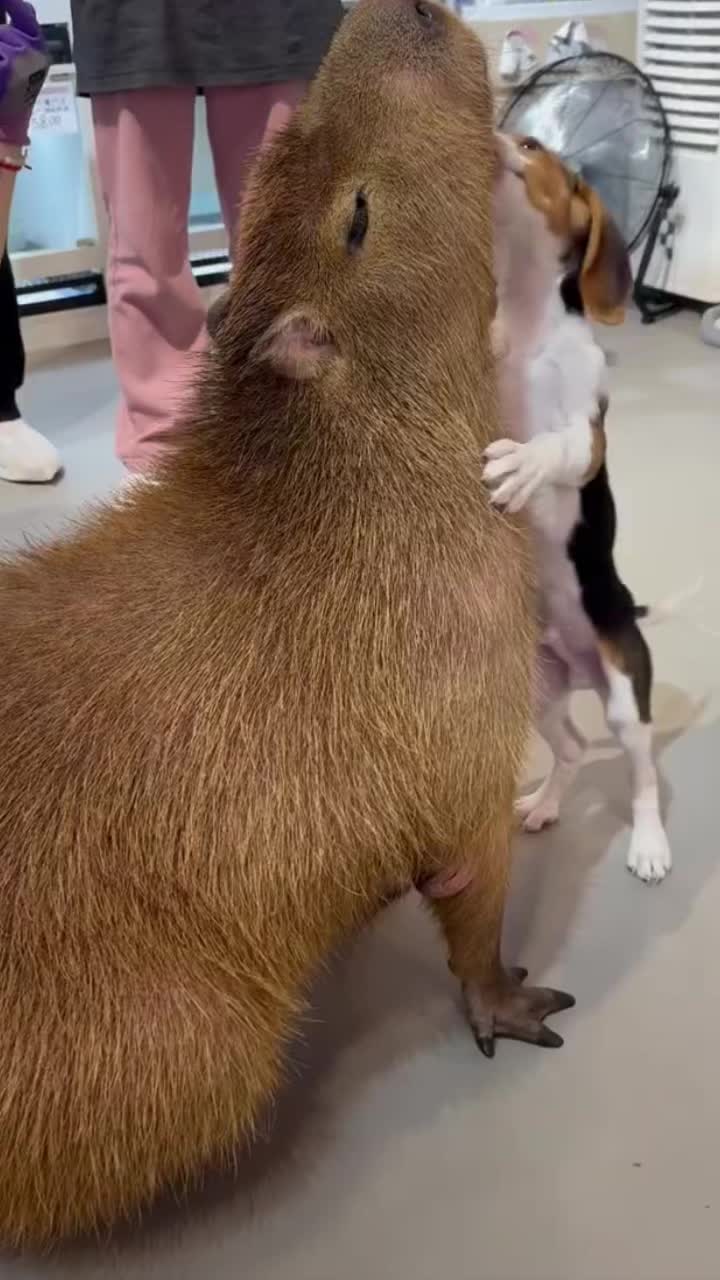 @CaPyBaRa