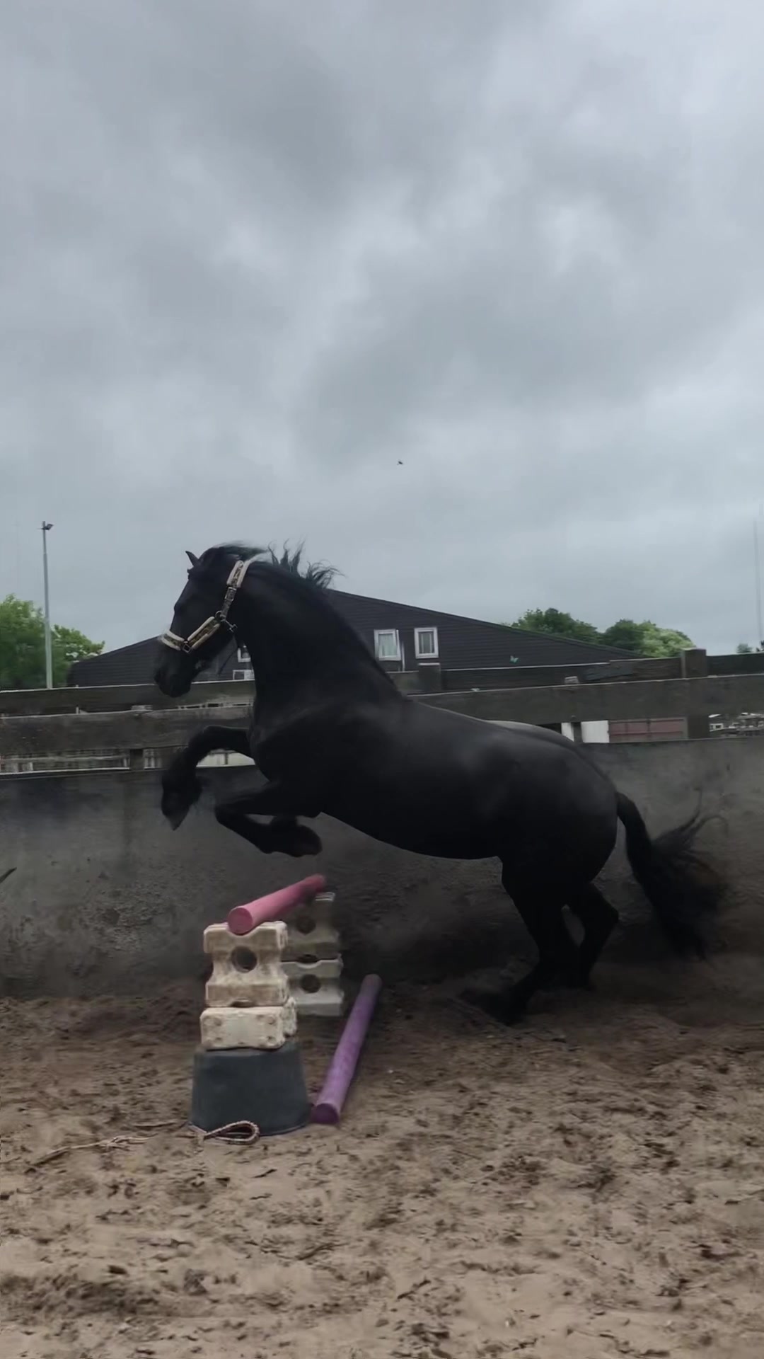 @Jumping Ponies 🔛🔝
