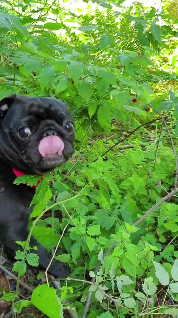 @lovelypug.kiba
