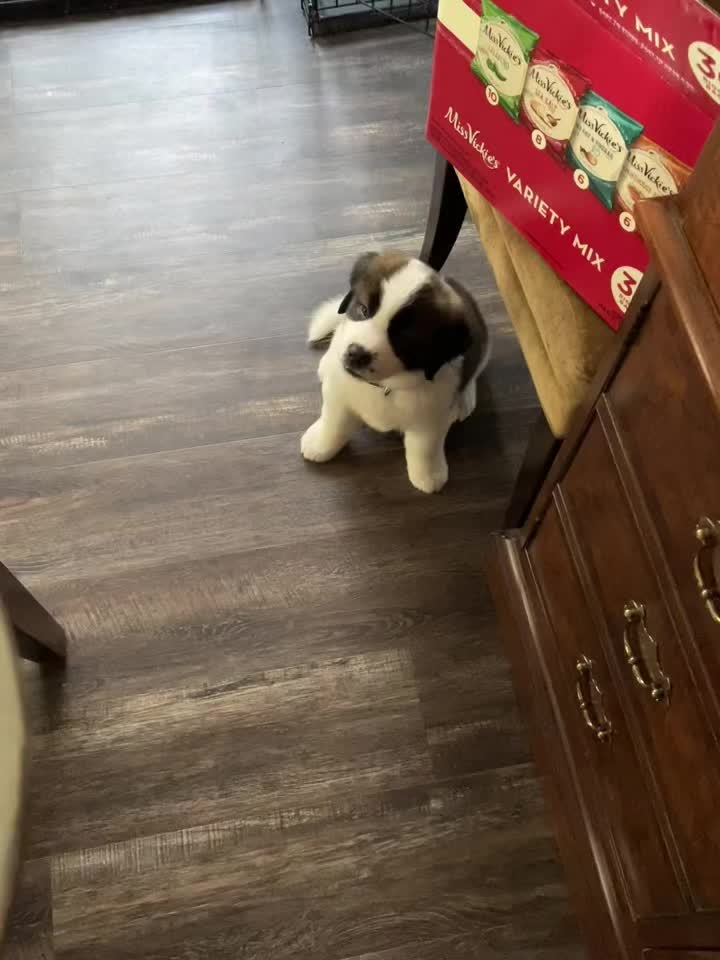 @TheCuriousStBernard