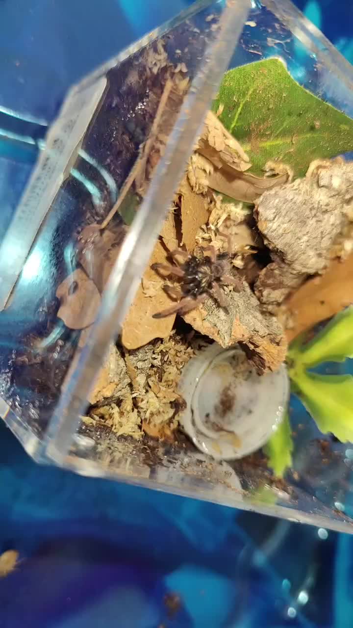 @💀🕷️👻Zaraiya👻🕷️💀
