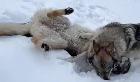 @🐺 B&Ouml;RTE🐺