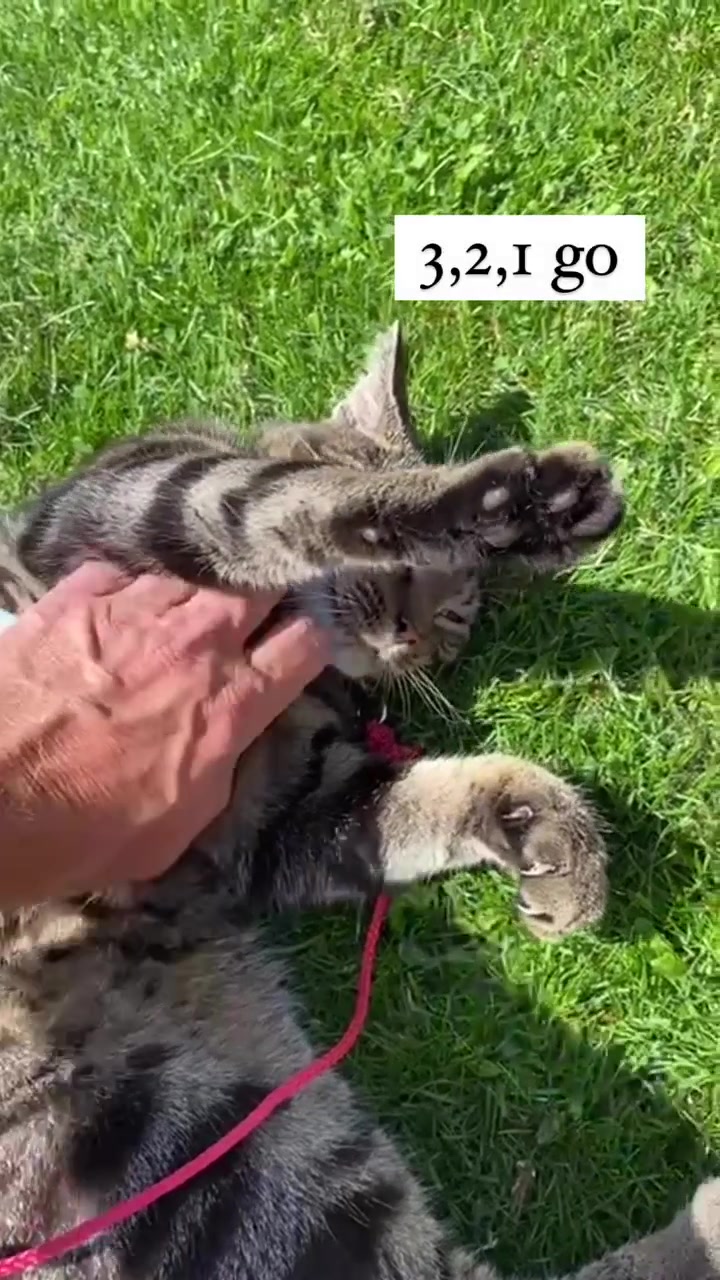 @Purrfect Spark