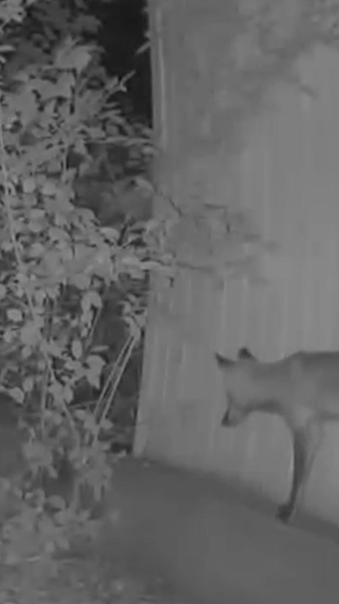 @F🦊XSEE👀Footage🎞️