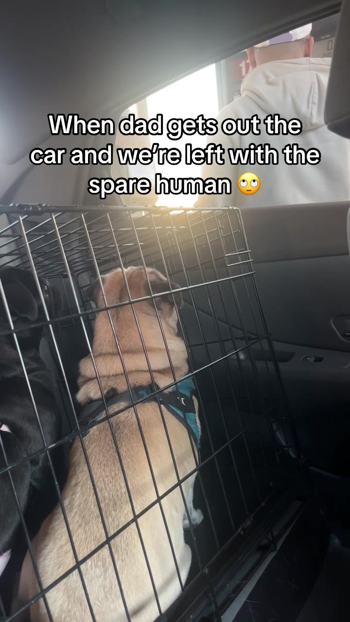 @Rigatoni the Pug