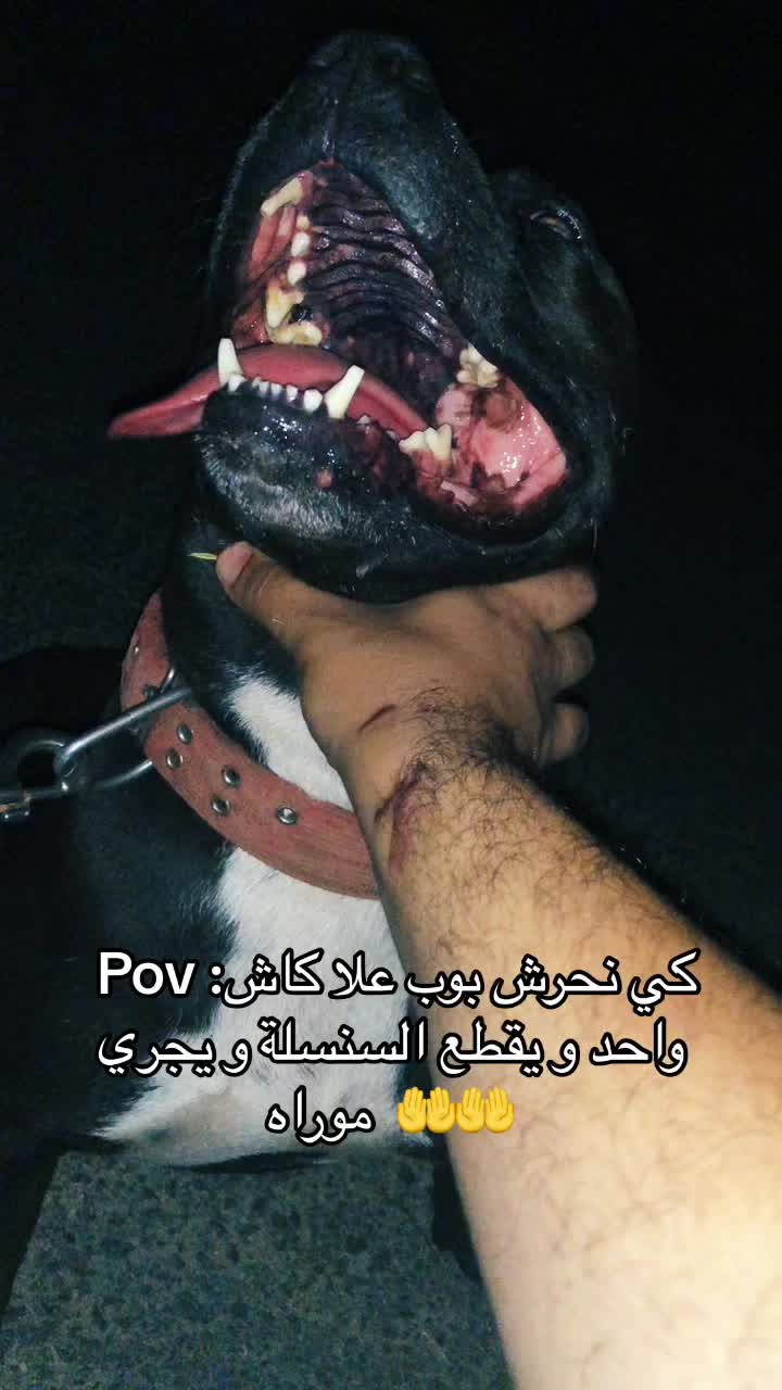 @مزرعة كلاب الدوڨو&البيتبول🔥