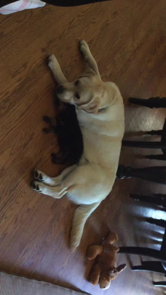 @Tuckerpuppy