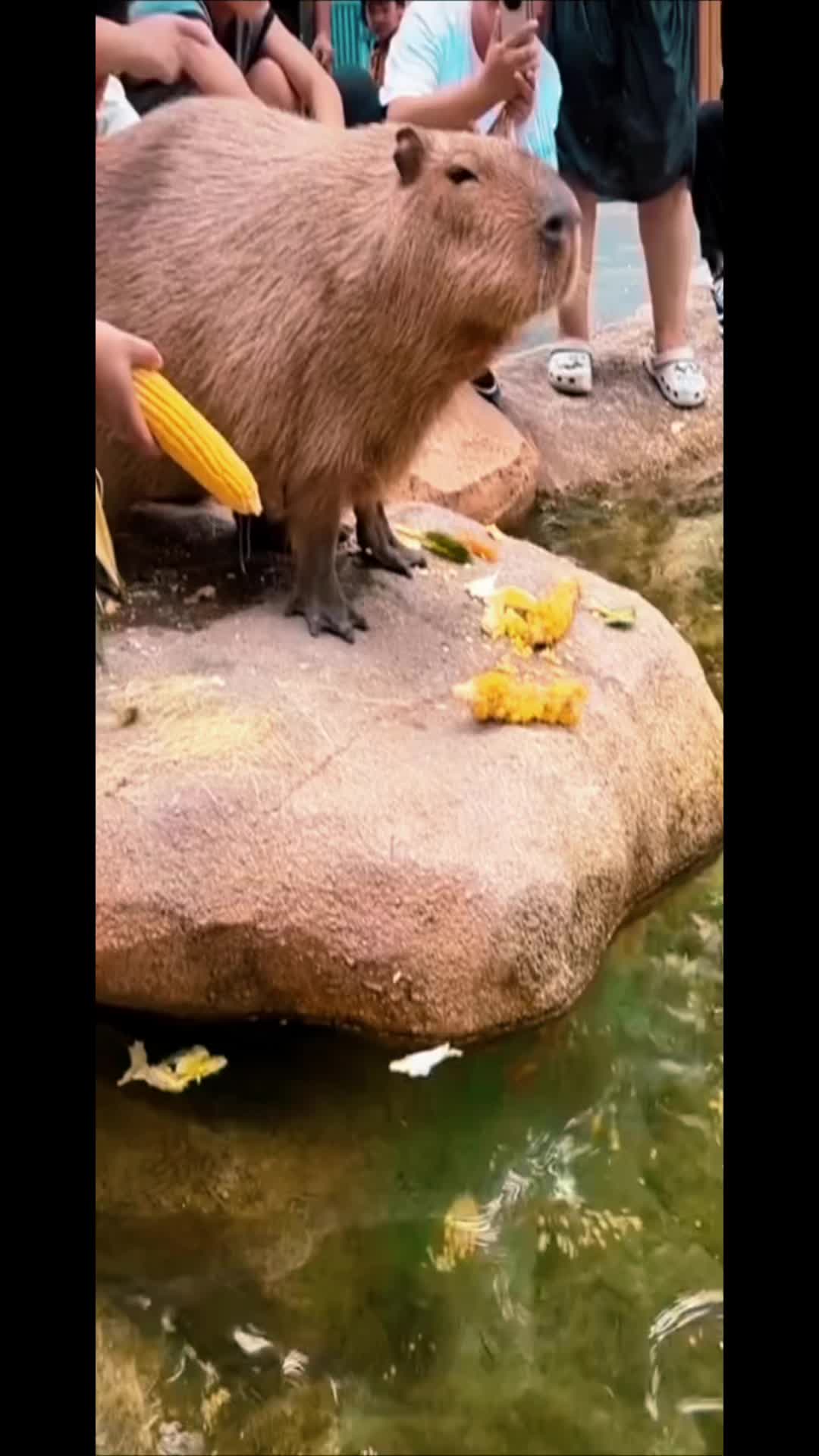 @CaPyBaRa