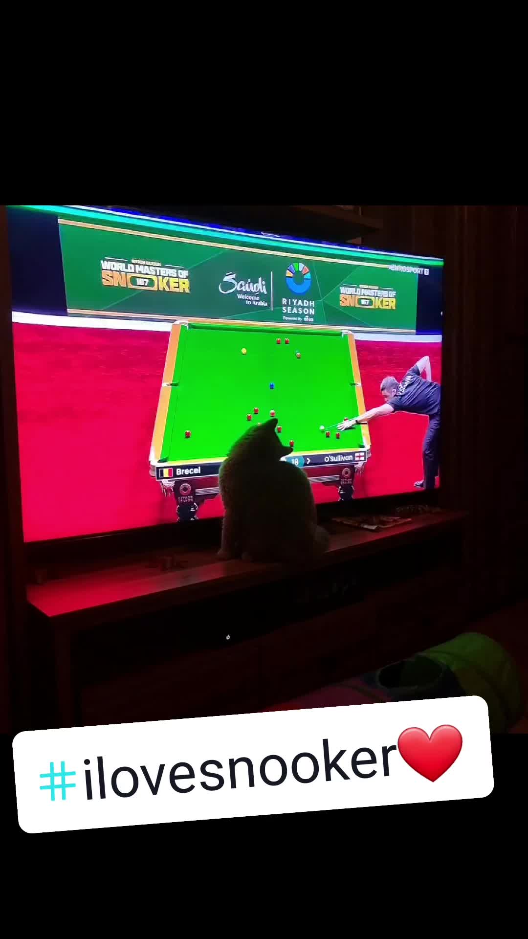 @bluemoonthecat