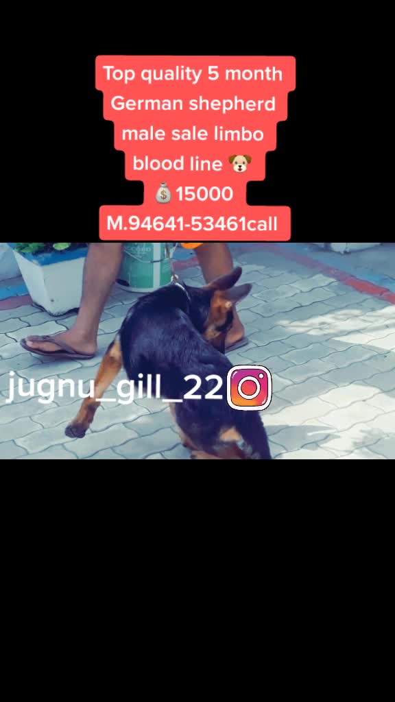 @GILL DOG FARM
