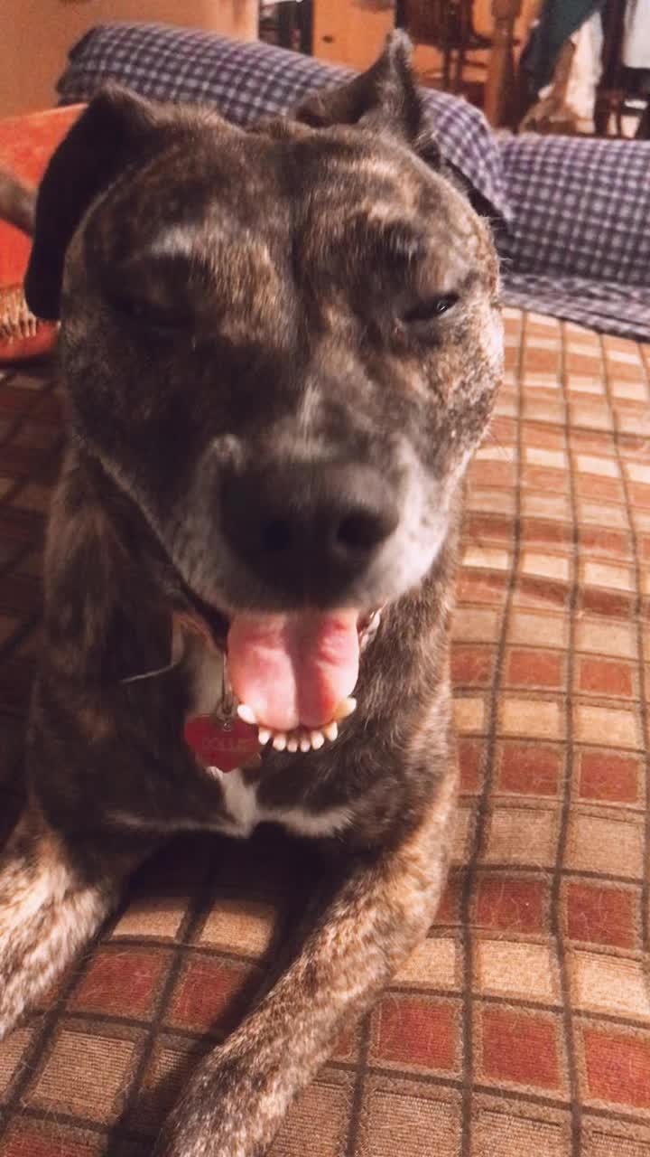 @Dollie the Doggo🐶